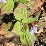 Craterostigma plantagineum Leaf