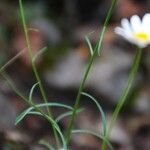 Leucanthemum graminifolium Hoja