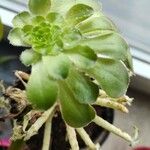 Aeonium castello-paivae Folha