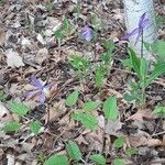 Clematis occidentalis Leaf