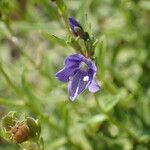 Veronica fruticans Blomma