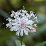 Astrantia major 花