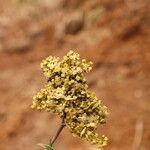 Dialium tessmannii Flor