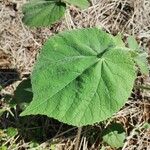 Abutilon mollissimum Leaf