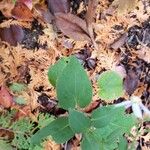 Eurybia macrophylla Leaf