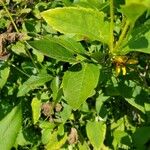 Helianthus divaricatus Leaf