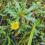 Ludwigia adscendens Blüte