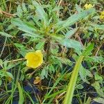 Ludwigia adscendens Fleur