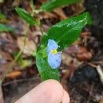 Commelina ensifolia 花