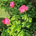 Paeonia mascula Квітка