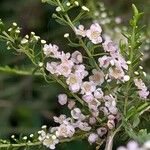 Thryptomene saxicola Flower