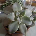 Graptopetalum paraguayense পাতা