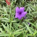 Ruellia simplexBlomst