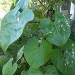 Ipomoea alba Leaf