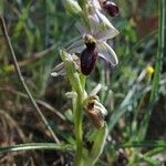 Ophrys arachnitiformis Yeri