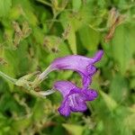 Strobilanthes attenuata Flower