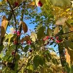 Euonymus atropurpureus Plod