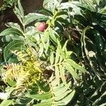 Harpephyllum caffrum Fruit