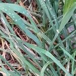 Hordeum murinum Leaf