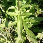 Saponaria officinalis Leaf