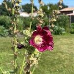 Alcea rosea പുഷ്പം