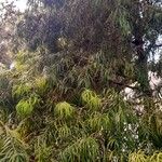 Podocarpus henkelii Habitus