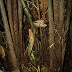 Sclerosperma mannii Habitus