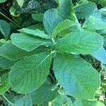 Achyranthes aspera Leaf