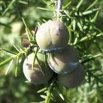 Juniperus oxycedrus Плод