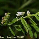 Vicia loiseleurii Other