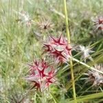 Trifolium stellatum Fruit