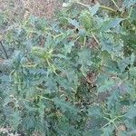 Datura stramonium অভ্যাস