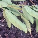 Maerua triphylla Leaf