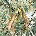 Prosopis cineraria Fruto