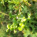 Prosopis torquata Frugt