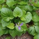 Viola reichenbachiana花