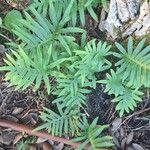 Polypodium cambricum Leaf