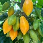 Vasconcellea monoica Fruit