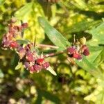 Euphorbia nutans Fruit