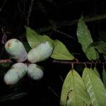 Uvariodendron molundense Fruto