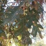 Quercus lobata Hoja