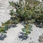 Euphorbia hirta Лист