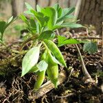 Corydalis intermedia Інше