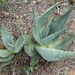 Aloe marlothii Vivejo