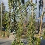 Picea sitchensis Leaf