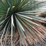 Agave stricta ഇല