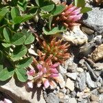 Trifolium thalii Flower