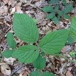 Rubus nigricans Leaf