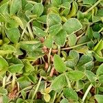 Trifolium thalii পাতা