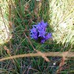 Gentiana asclepiadeaЦветок